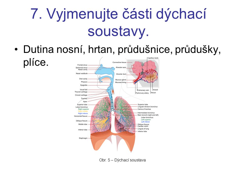 7. Vyjmenujte části dýchací soustavy.