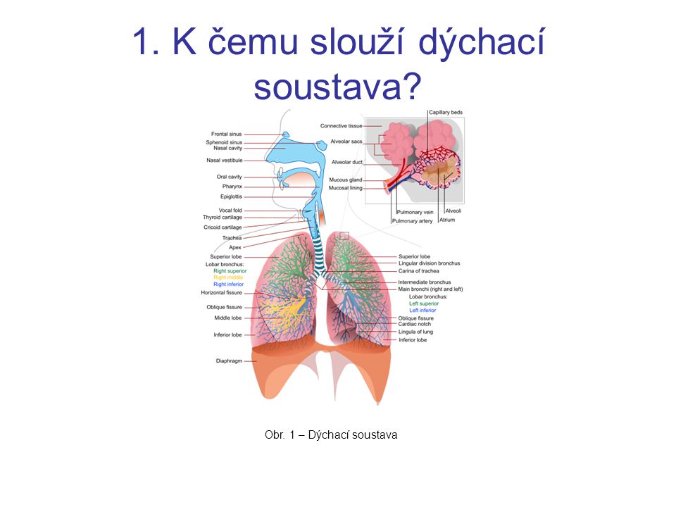 1. K čemu slouží dýchací soustava