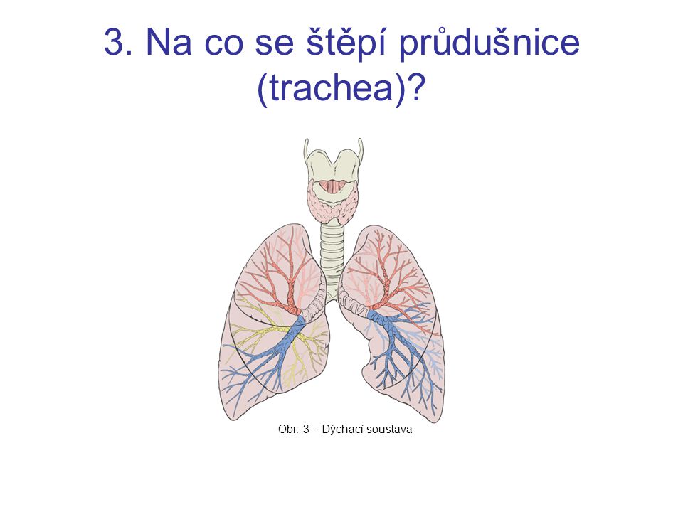 3. Na co se štěpí průdušnice (trachea)
