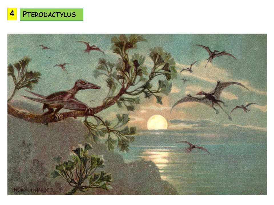 4 Pterodactylus