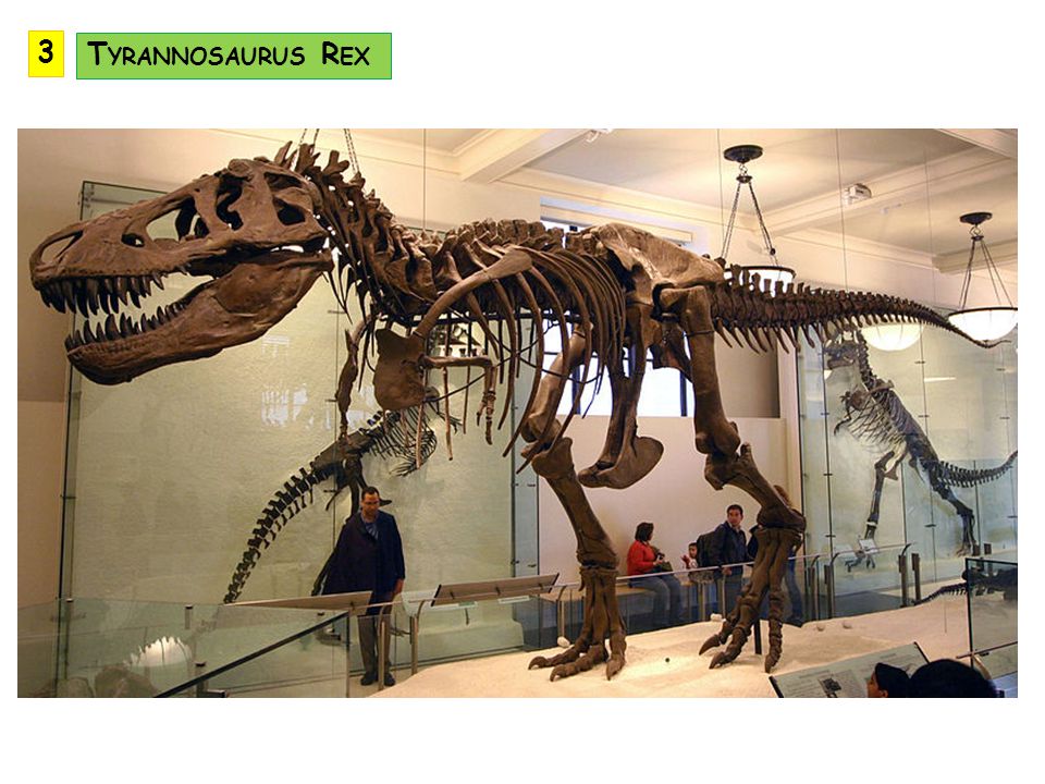3 Tyrannosaurus Rex
