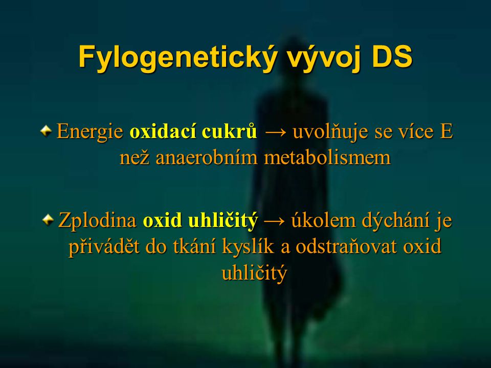 Fylogenetický vývoj DS