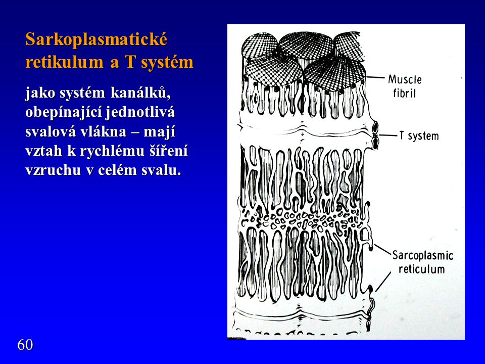 Sarkoplasmatické retikulum a T systém
