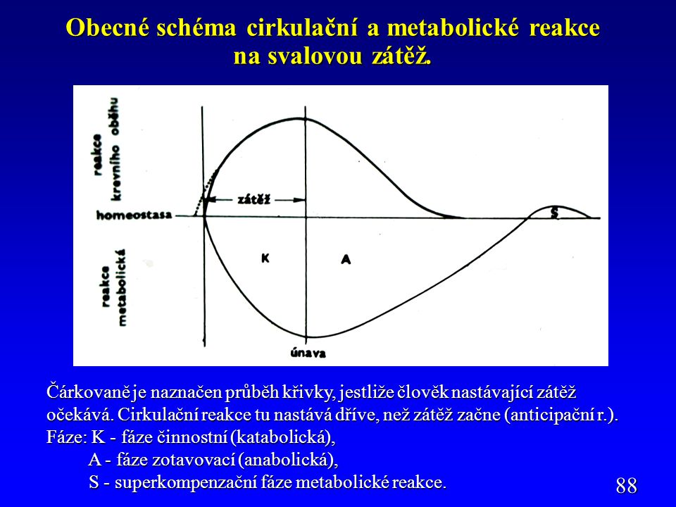 Obecné schéma cirkulační a metabolické reakce na svalovou zátěž.