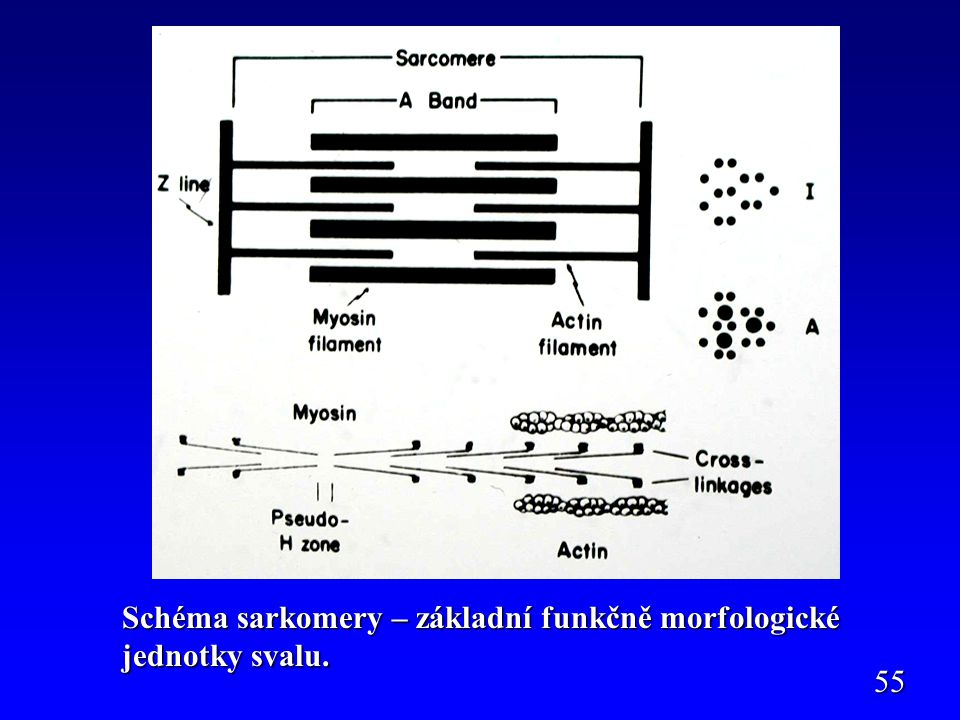 Schéma sarkomery – základní funkčně morfologické jednotky svalu.