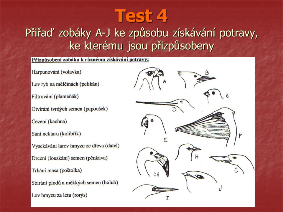 Test 4 Přiřaď zobáky A-J ke způsobu získávání potravy, ke kterému jsou přizpůsobeny