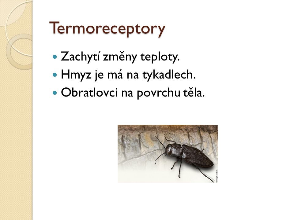 Termoreceptory Zachytí změny teploty. Hmyz je má na tykadlech.