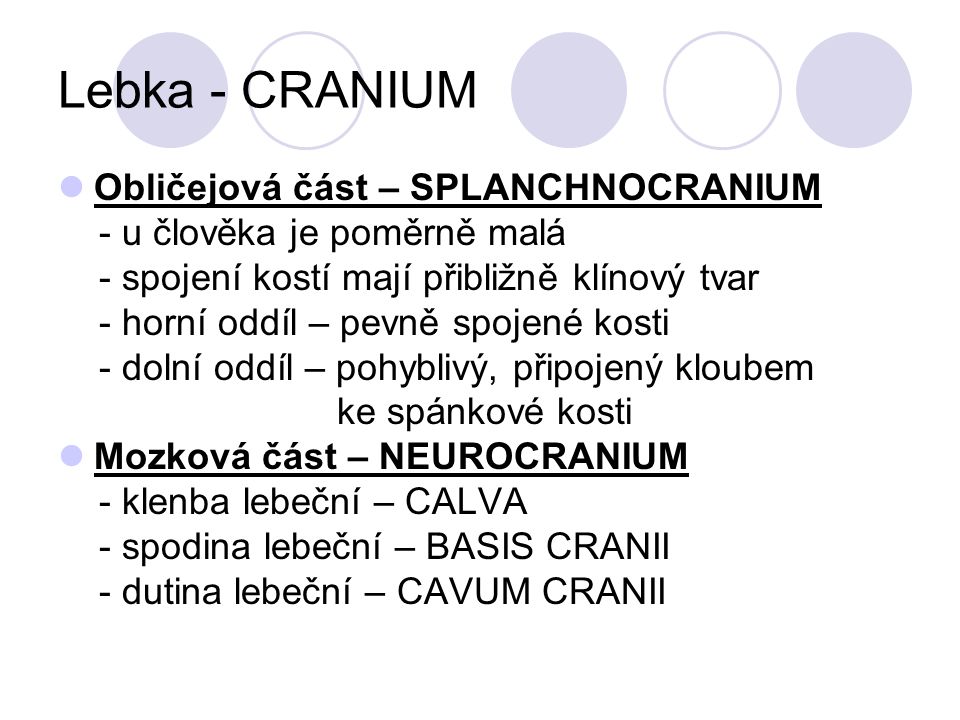 Lebka - CRANIUM Obličejová část – SPLANCHNOCRANIUM