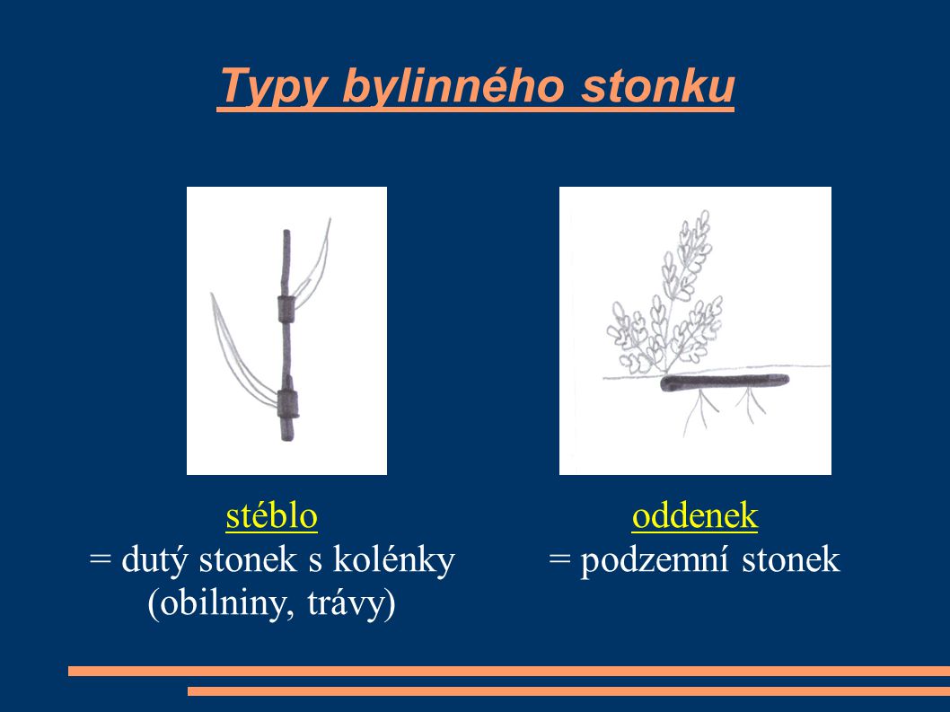 Typy bylinného stonku stéblo = dutý stonek s kolénky (obilniny, trávy)