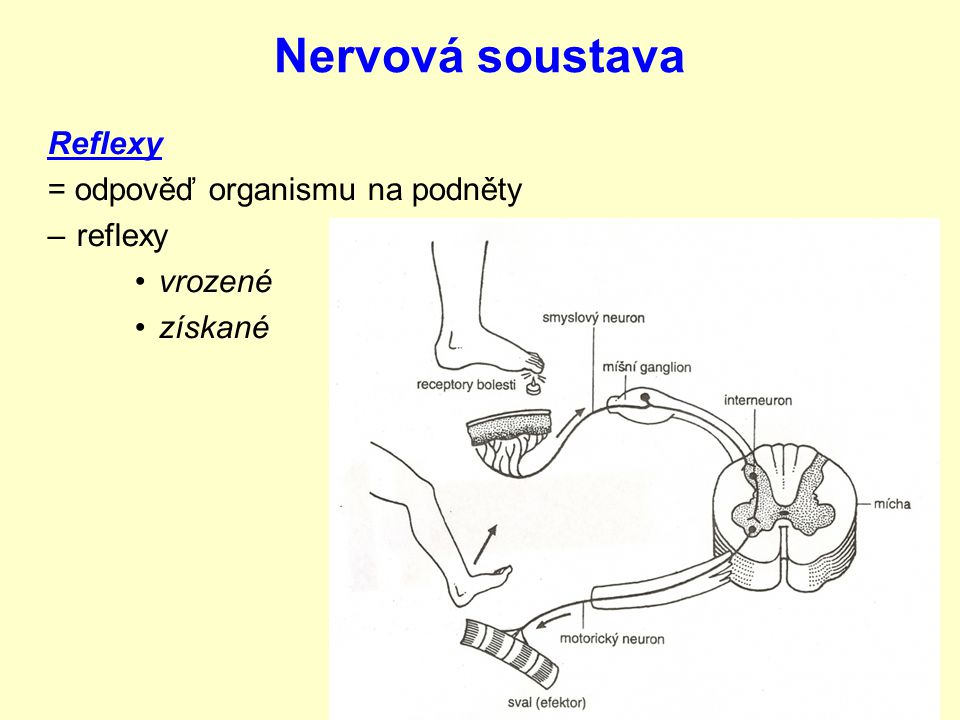 Nervová soustava Stavba nervové buňky: nervová buňka = neuron
