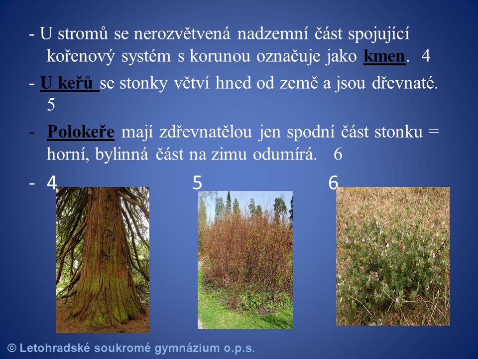 - U stromů se nerozvětvená nadzemní část spojující kořenový systém s korunou označuje jako kmen. 4