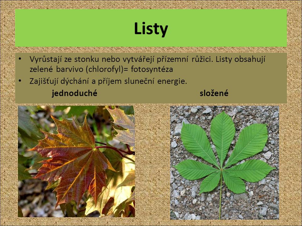 Listy Vyrůstají ze stonku nebo vytvářejí přízemní růžici. Listy obsahují zelené barvivo (chlorofyl)= fotosyntéza.