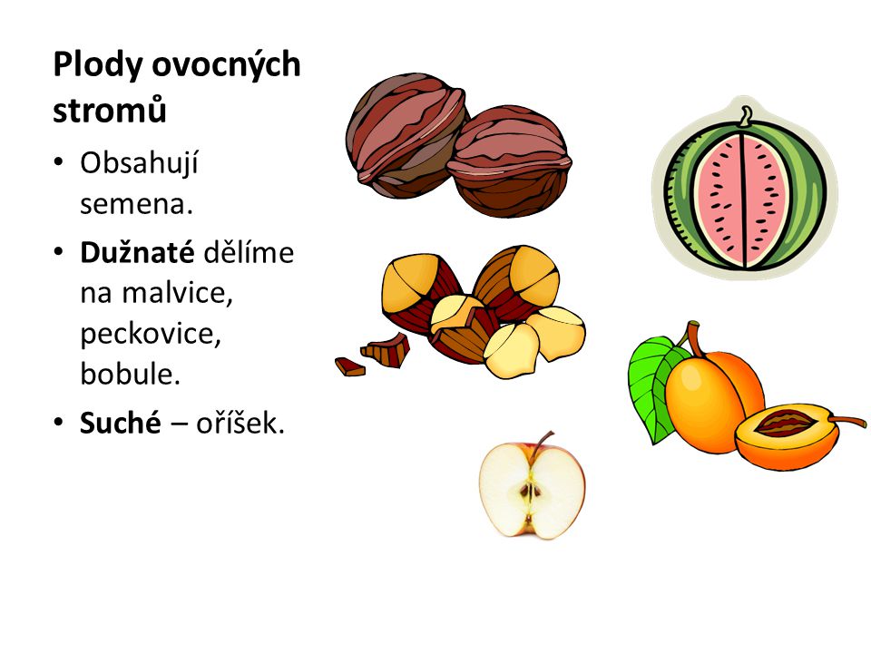 Plody ovocných stromů Obsahují semena.