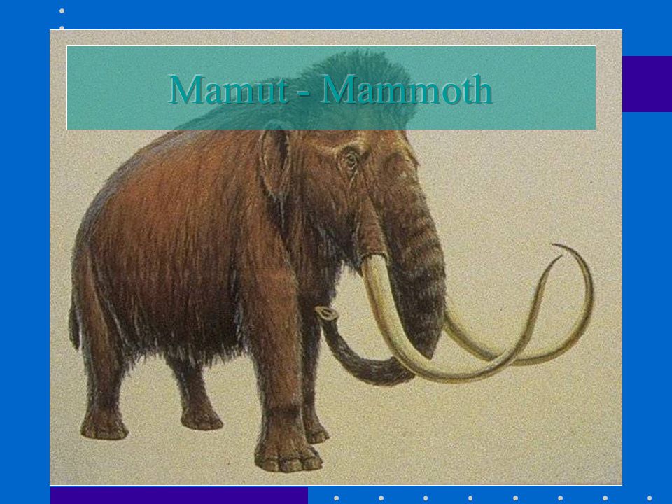 Mamut - Mammoth
