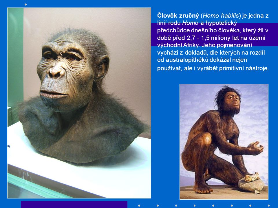 Člověk zručný (Homo habilis) je jedna z linií rodu Homo a hypotetický předchůdce dnešního člověka, který žil v době před 2,7 - 1,5 miliony let na území východní Afriky.