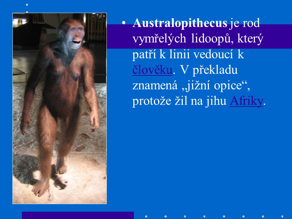 Australopithecus je rod vymřelých lidoopů, který patří k linii vedoucí k člověku.