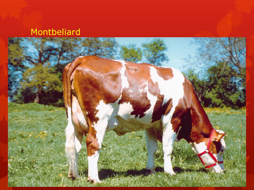 Красно пестрые коровы. Порода монбельярд. Порода КРС монбельярд. Монбельярд бык. Голштинская красно пестрая корова.