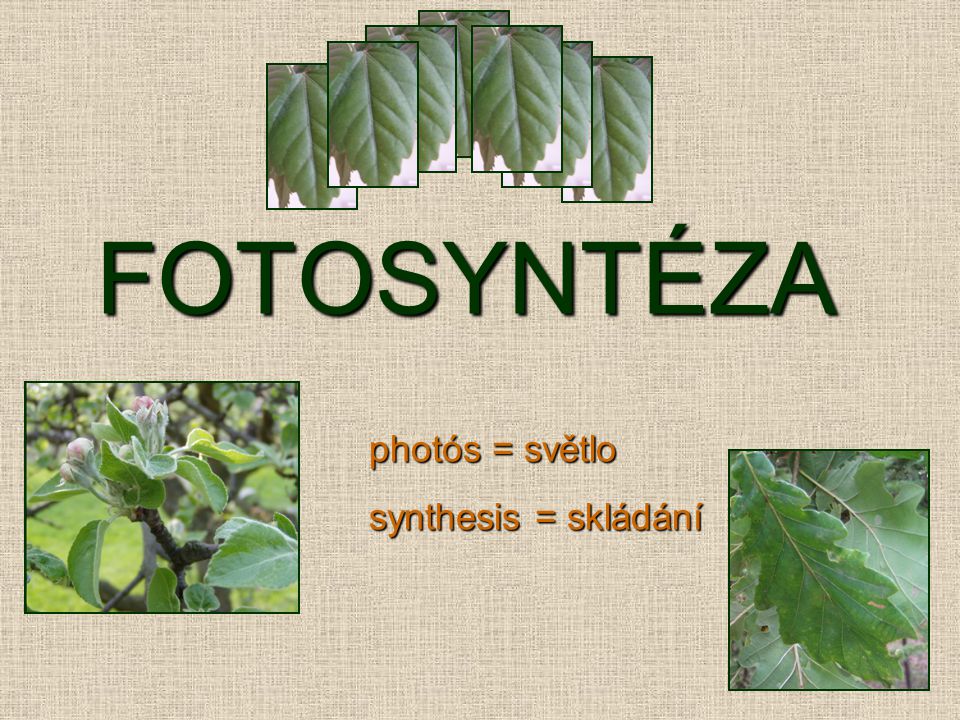 FOTOSYNTÉZA photós = světlo synthesis = skládání