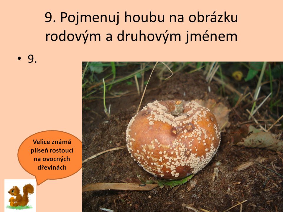 9. Pojmenuj houbu na obrázku rodovým a druhovým jménem