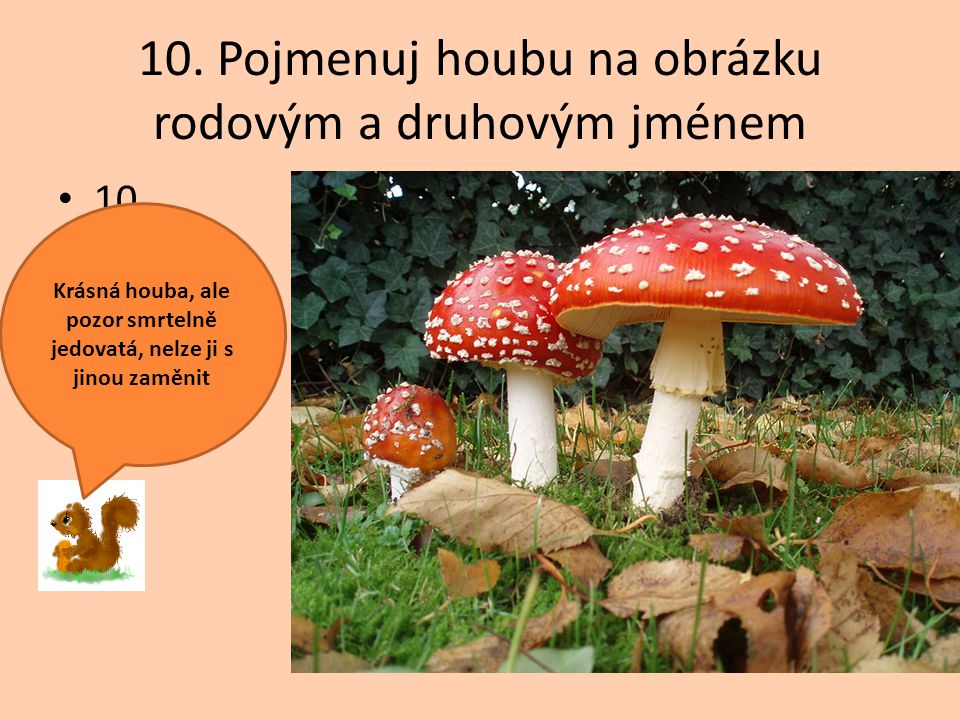 10. Pojmenuj houbu na obrázku rodovým a druhovým jménem