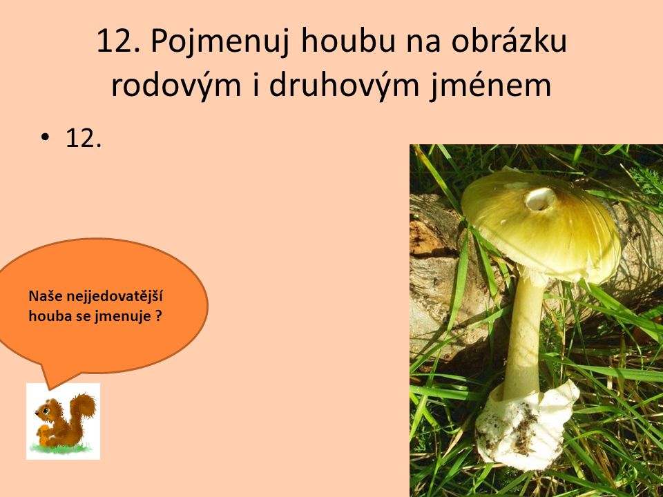 12. Pojmenuj houbu na obrázku rodovým i druhovým jménem