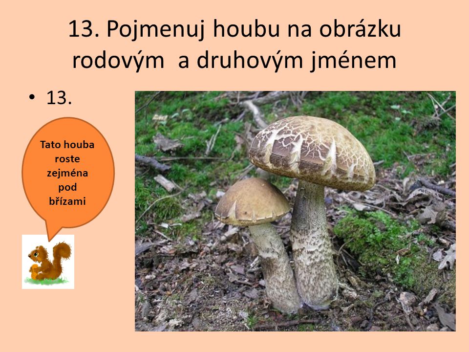 13. Pojmenuj houbu na obrázku rodovým a druhovým jménem