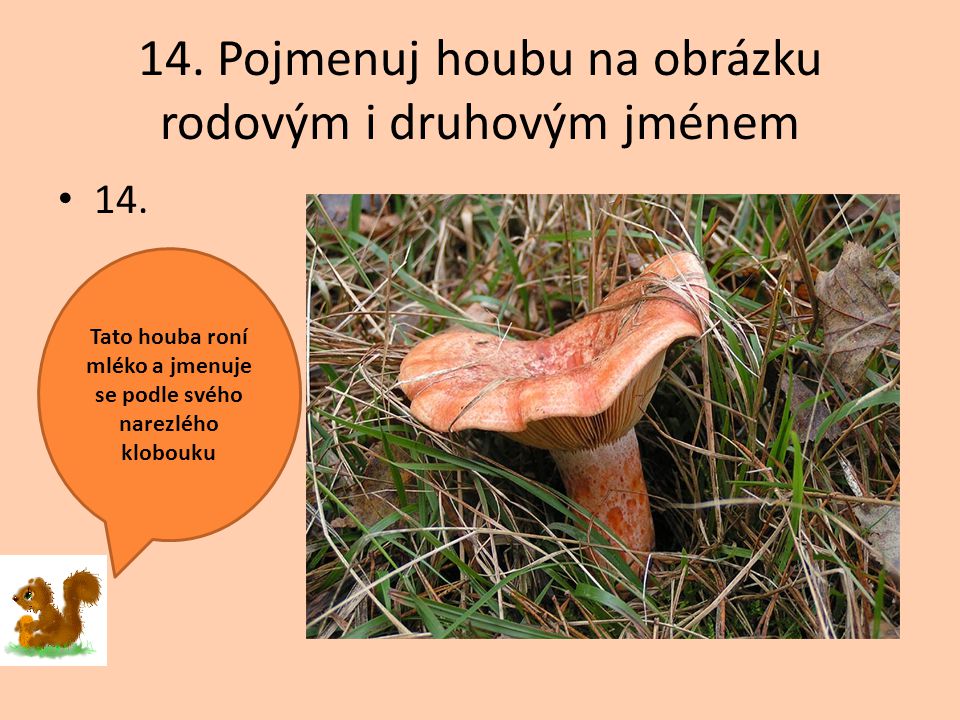 14. Pojmenuj houbu na obrázku rodovým i druhovým jménem