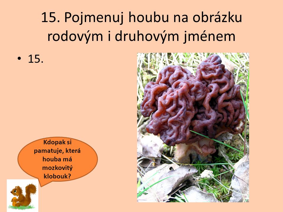 15. Pojmenuj houbu na obrázku rodovým i druhovým jménem