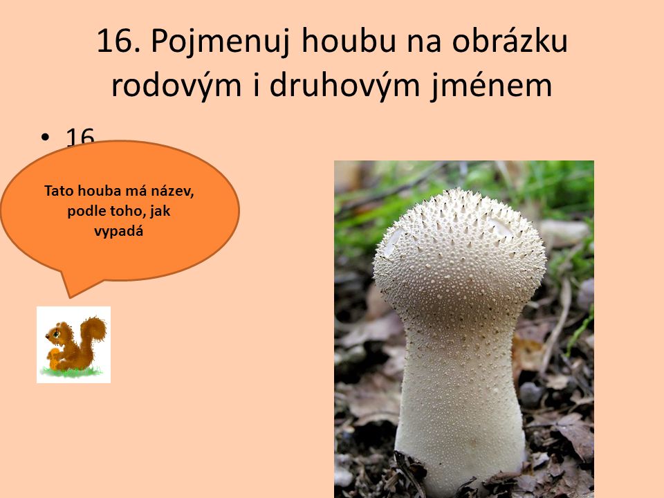 16. Pojmenuj houbu na obrázku rodovým i druhovým jménem