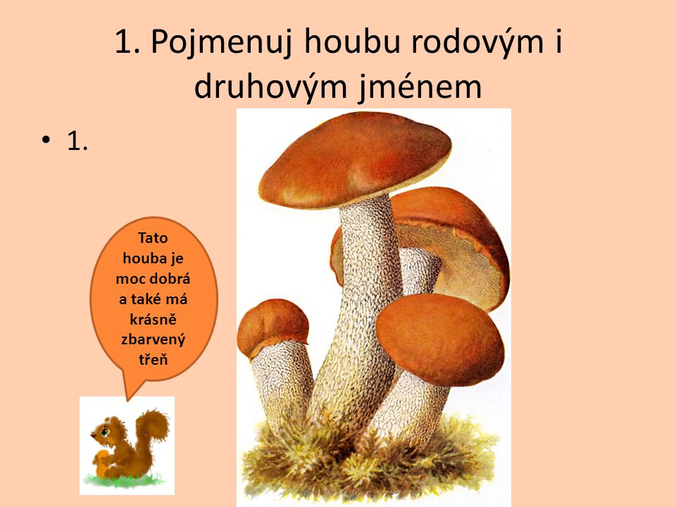 1. Pojmenuj houbu rodovým i druhovým jménem