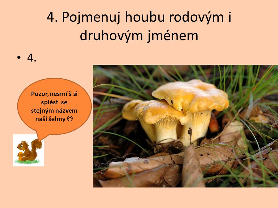 4. Pojmenuj houbu rodovým i druhovým jménem