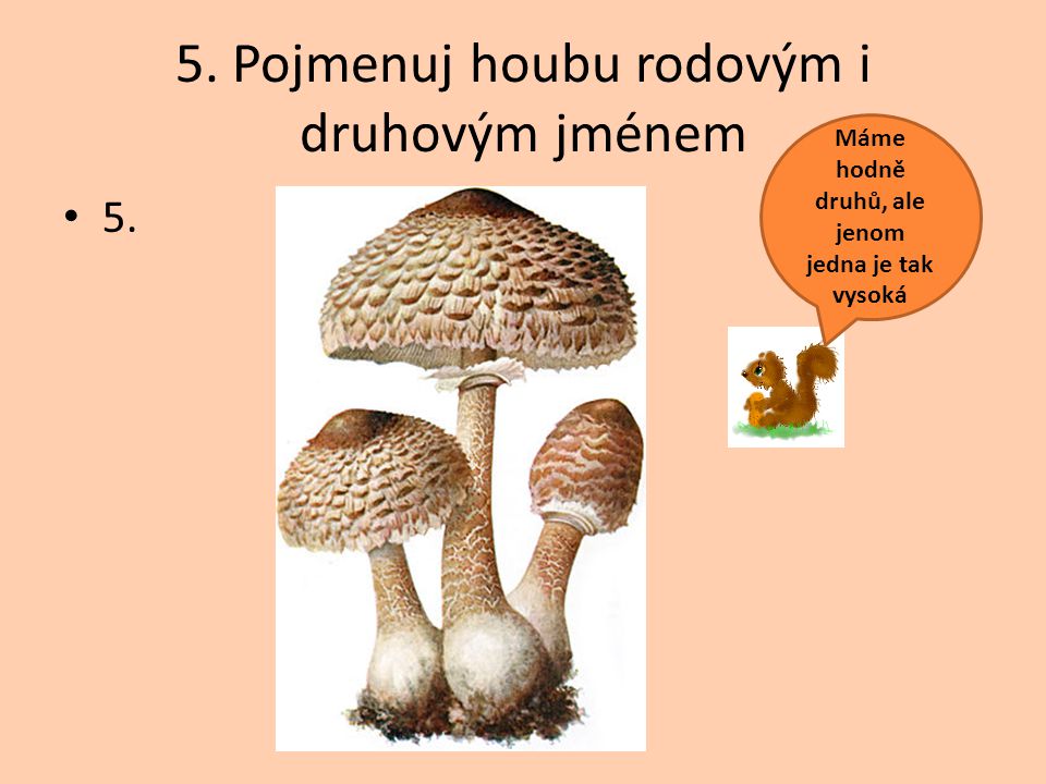 5. Pojmenuj houbu rodovým i druhovým jménem