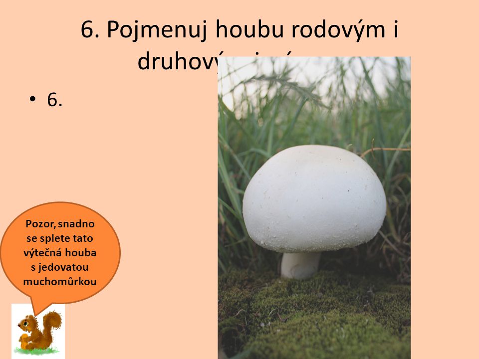 6. Pojmenuj houbu rodovým i druhovým jménem