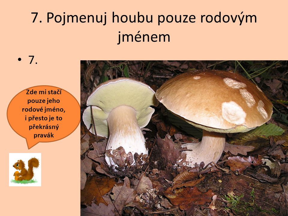 7. Pojmenuj houbu pouze rodovým jménem