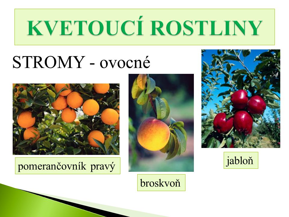 KVETOUCÍ ROSTLINY STROMY - ovocné jabloň pomerančovník pravý broskvoň