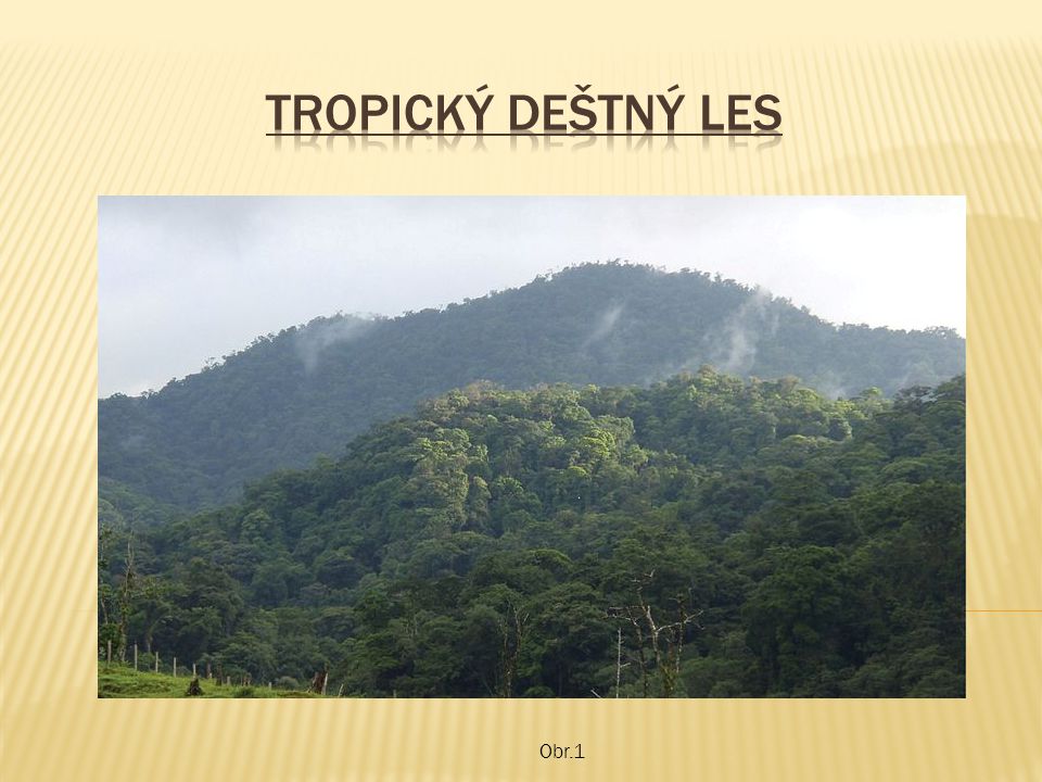 Tropický deštný les Obr.1