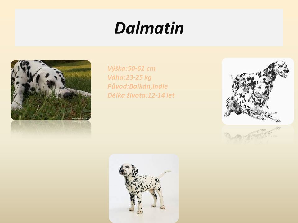Dalmatin Výška:50-61 cm Váha:23-25 kg Původ:Balkán,Indie Délka života:12-14 let.