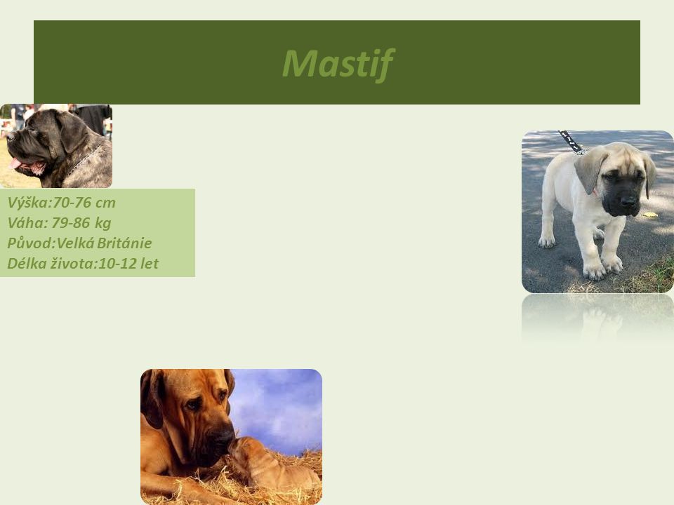 Mastif