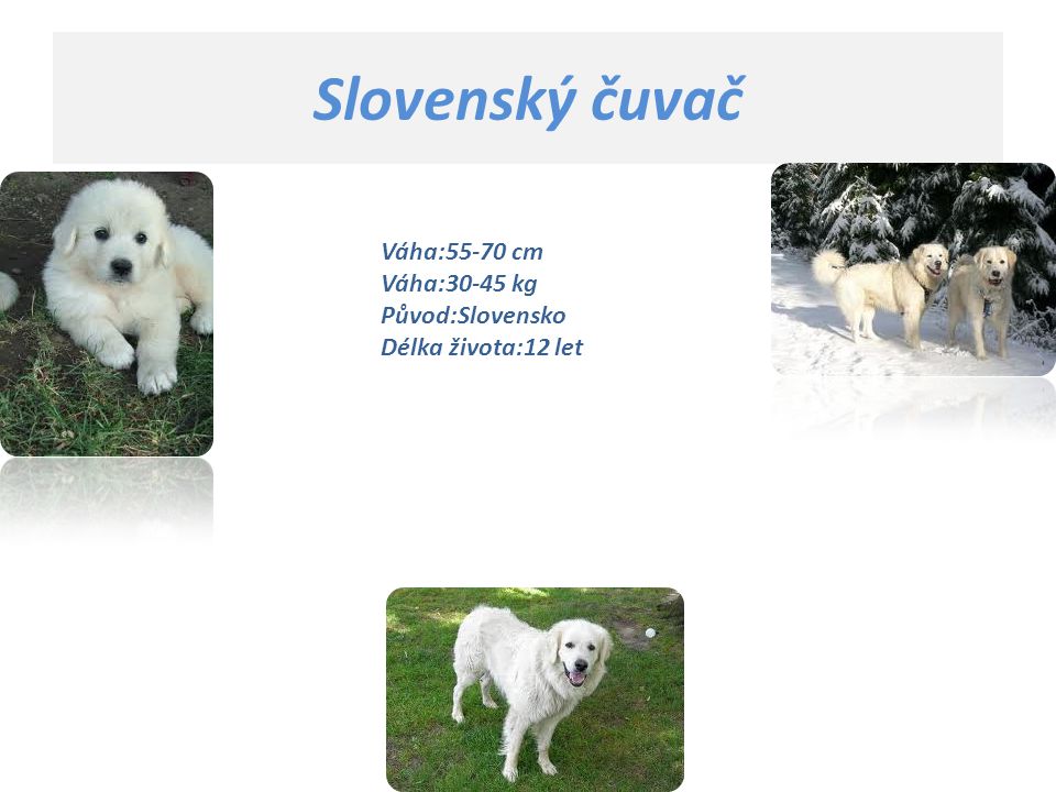 Slovenský čuvač Váha:55-70 cm Váha:30-45 kg Původ:Slovensko Délka života:12 let.