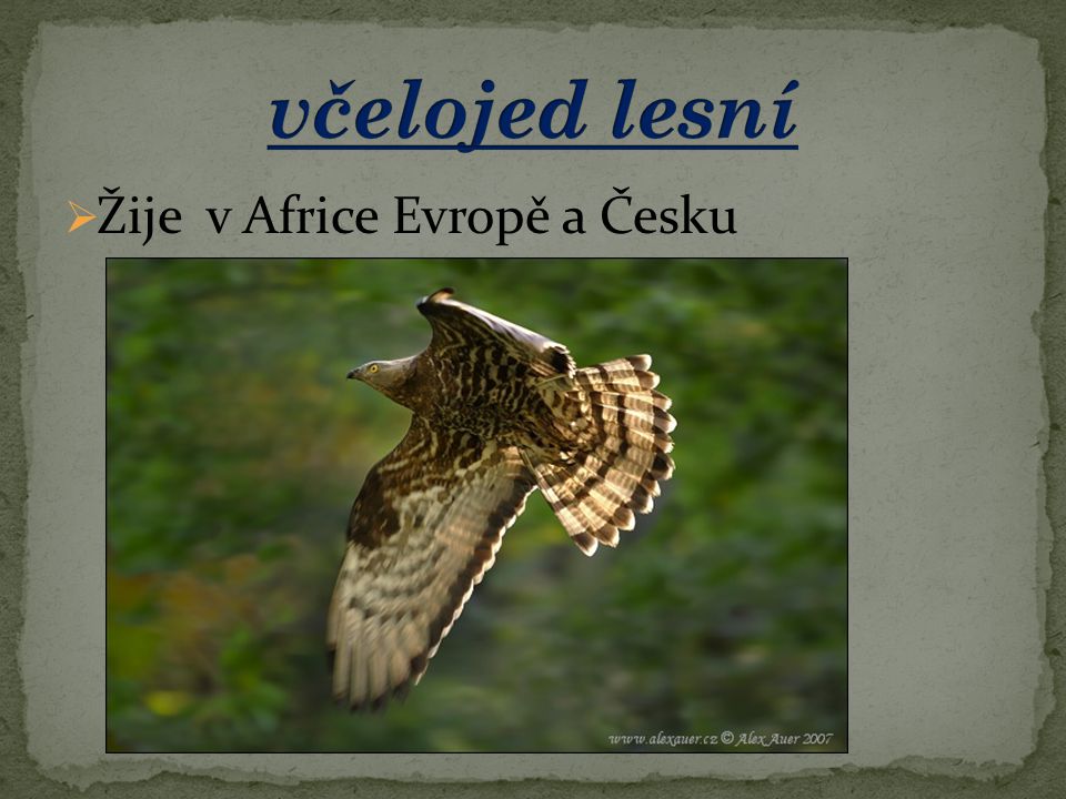 včelojed lesní Žije v Africe Evropě a Česku
