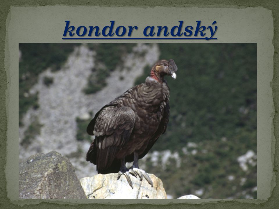 kondor andský