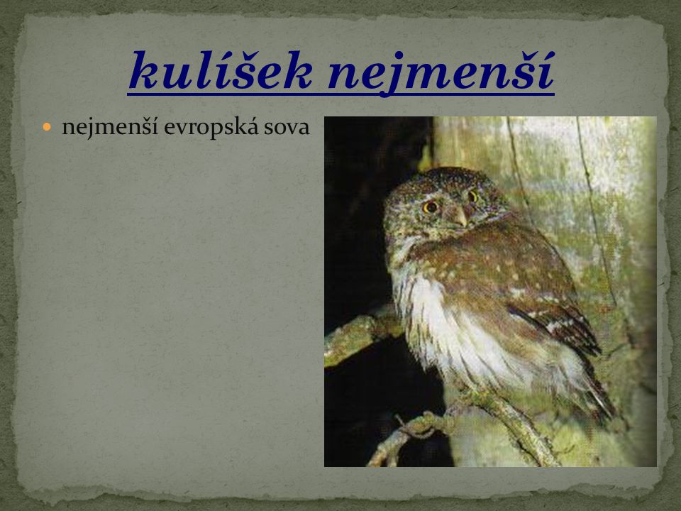 kulíšek nejmenší nejmenší evropská sova