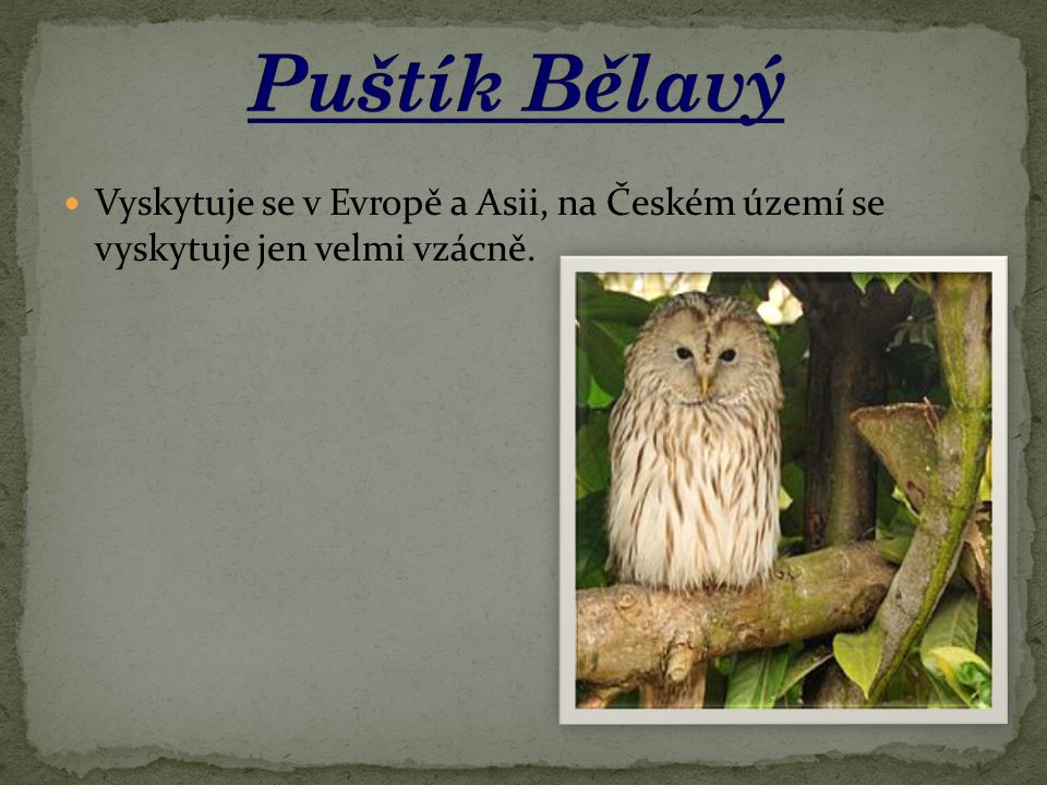 Puštík Bělavý Vyskytuje se v Evropě a Asii, na Českém území se vyskytuje jen velmi vzácně.