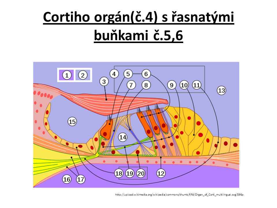 Cortiho orgán(č.4) s řasnatými buňkami č.5,6