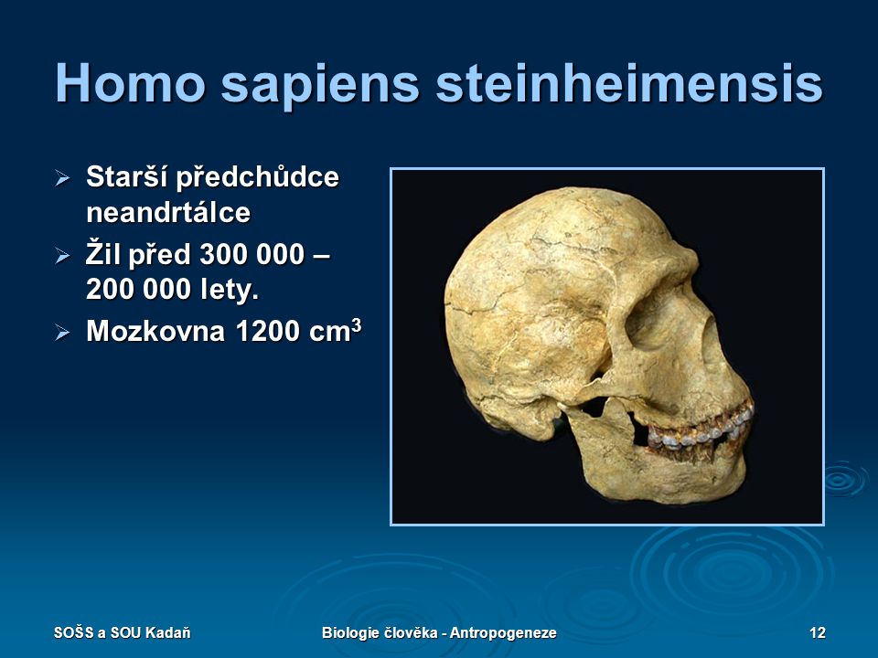 Homo sapiens steinheimensis
