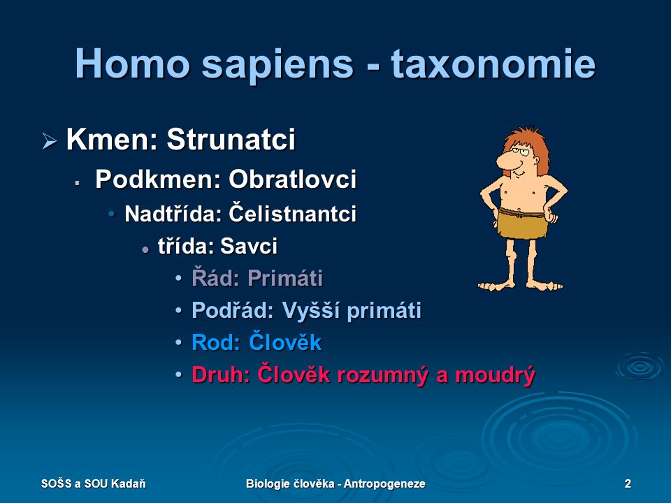Homo sapiens - taxonomie