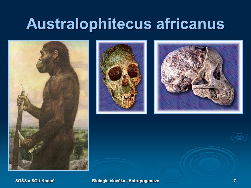 Australophitecus africanus