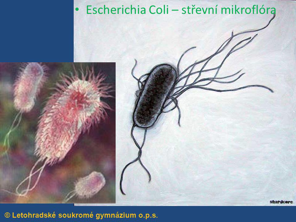Escherichia Coli – střevní mikroflóra