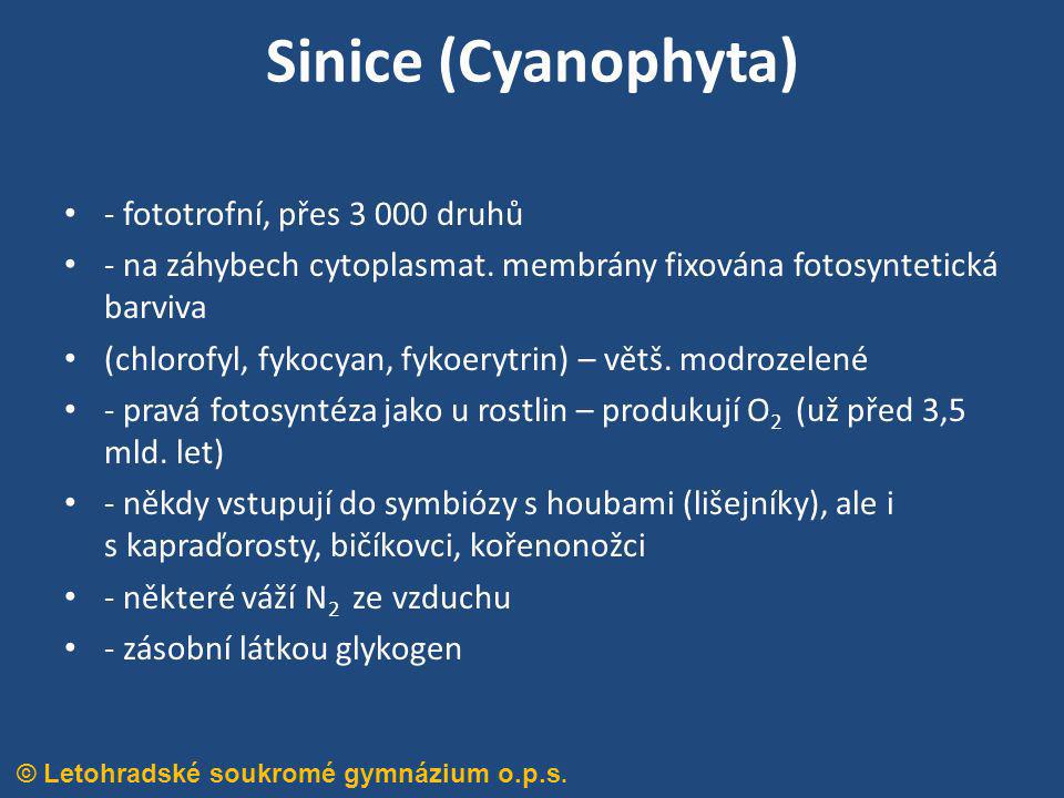 Sinice (Cyanophyta) - fototrofní, přes druhů
