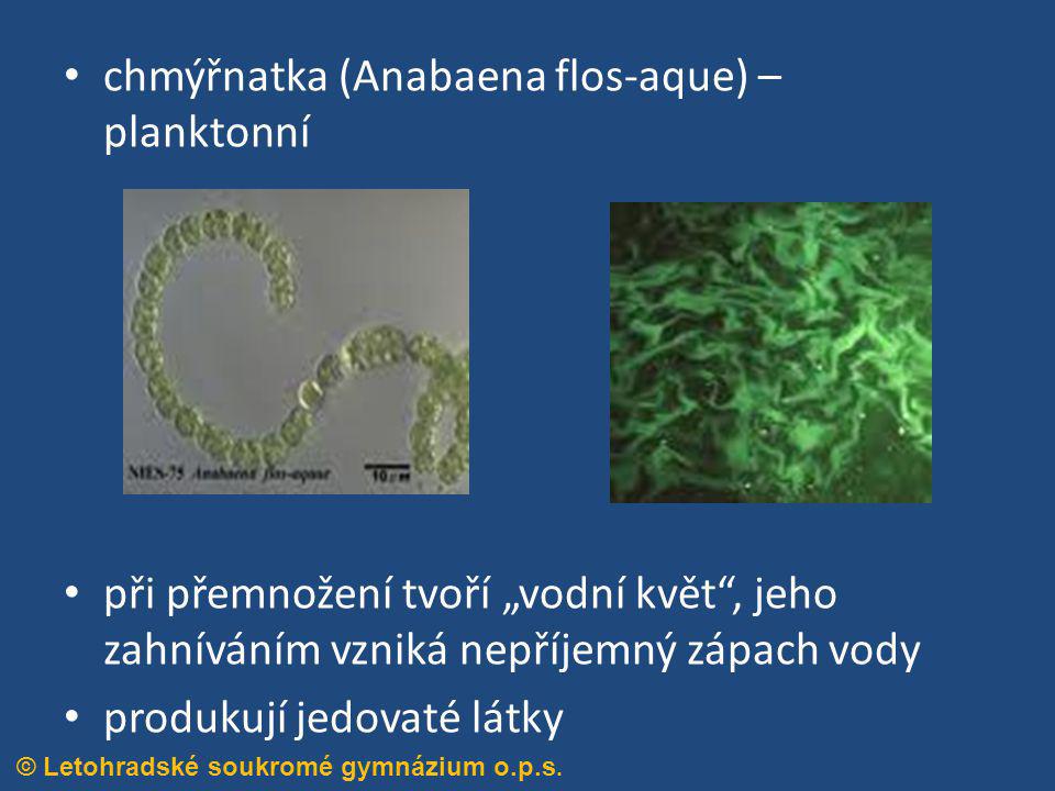 chmýřnatka (Anabaena flos-aque) – planktonní